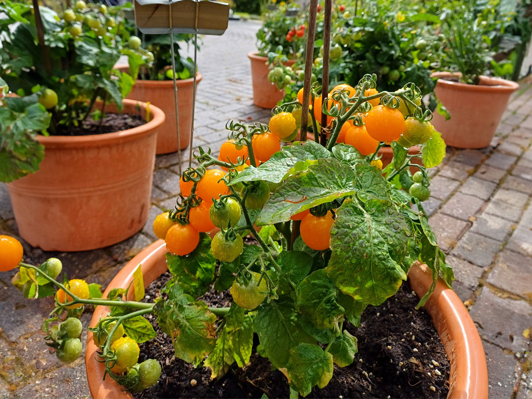 de garden proeverij van eigen oogst - 1