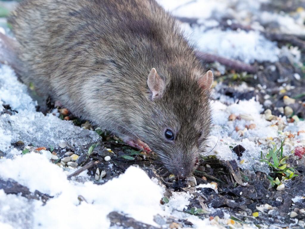 ongedierte in de winter