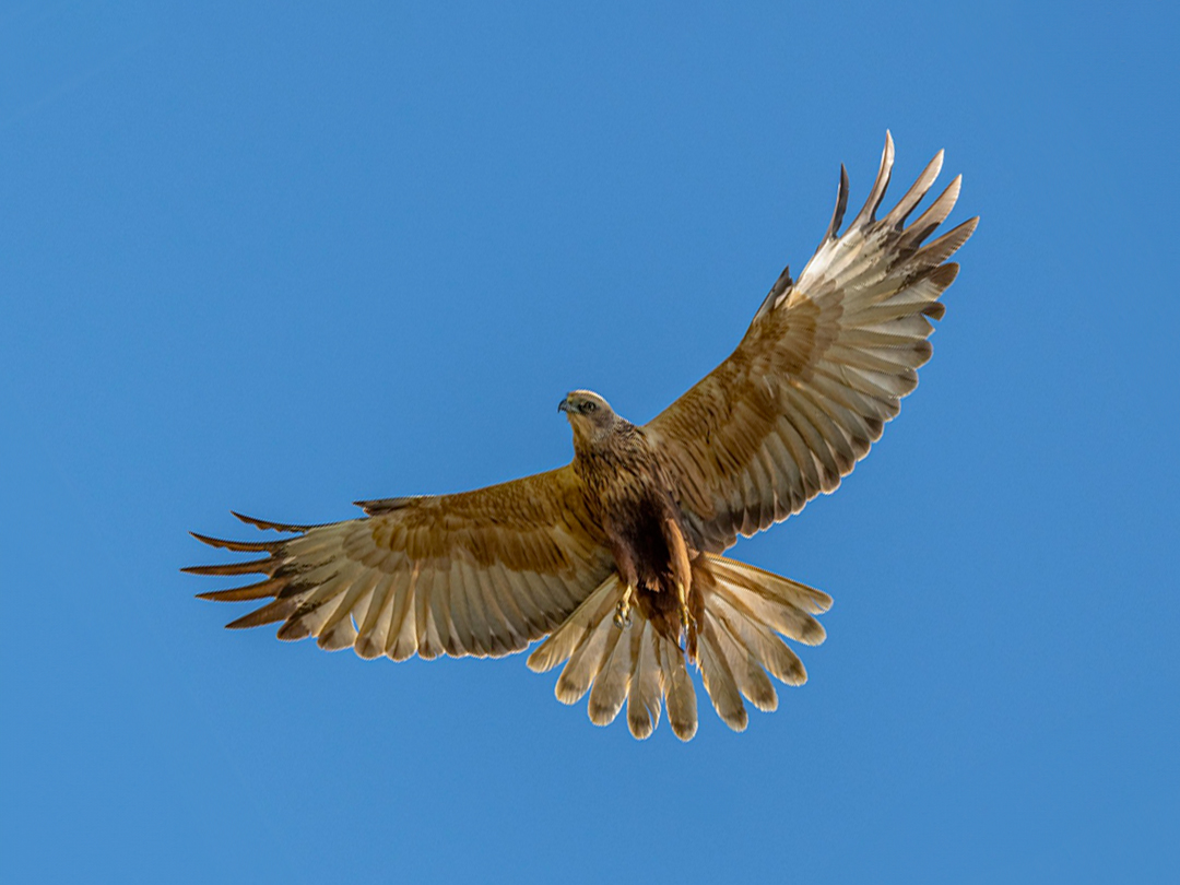 bruine kiekendief in vlucht