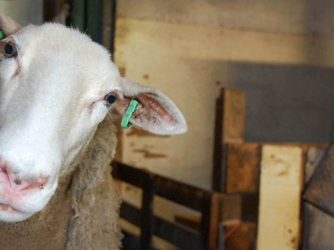 Hemelvaartswandeling Schapenstreek: Beleef stilte en de unieke natuur in Lutjebroek