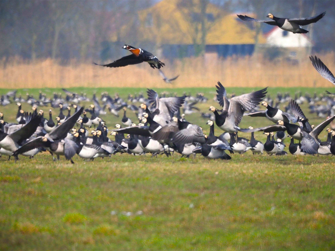 Op dinsdag 4 november gaat het winterprogramma Vogels in de Winter van start!