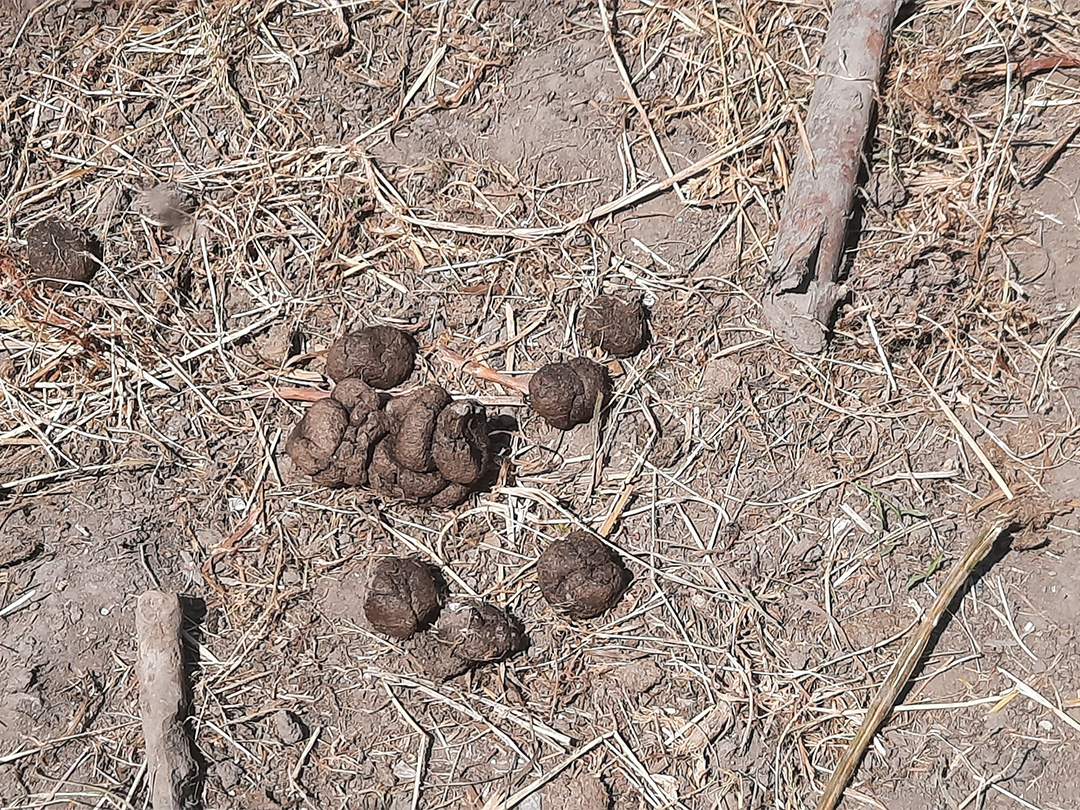 Poeplekker bij MAK Blokweer!