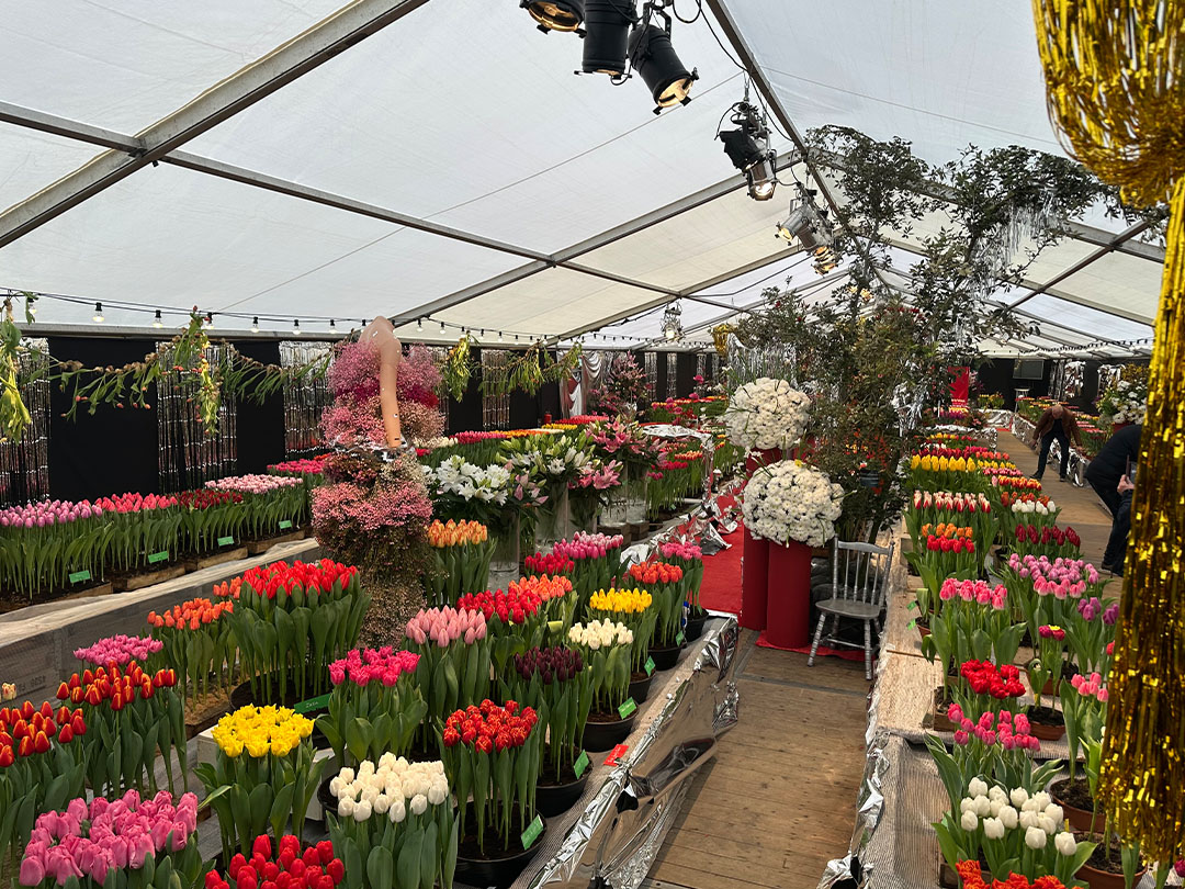 Hollandsche Meesters schitteren tijdens Drieban Flora 2026!