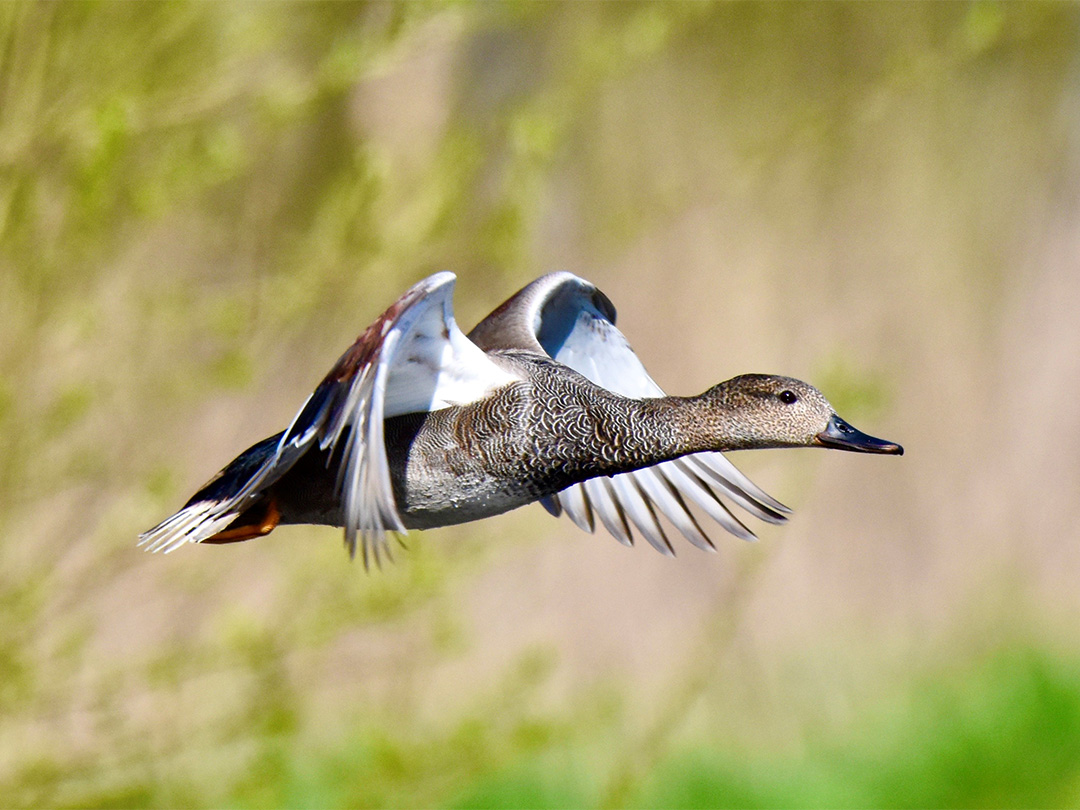 Vogellezing bij MAK Blokweer!