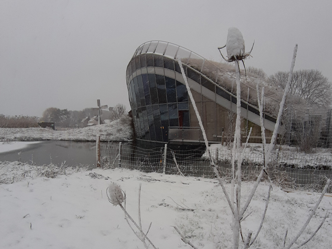 Molshoop achterzijde in sneeuw met kardebol