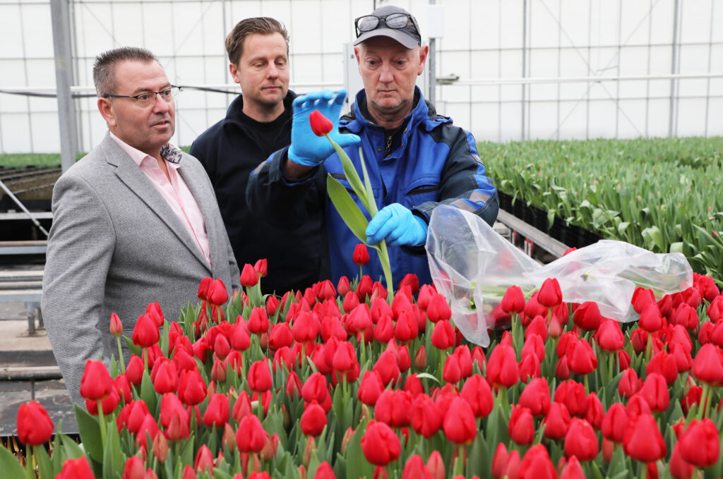 Tulpen onder het vergrootglas!