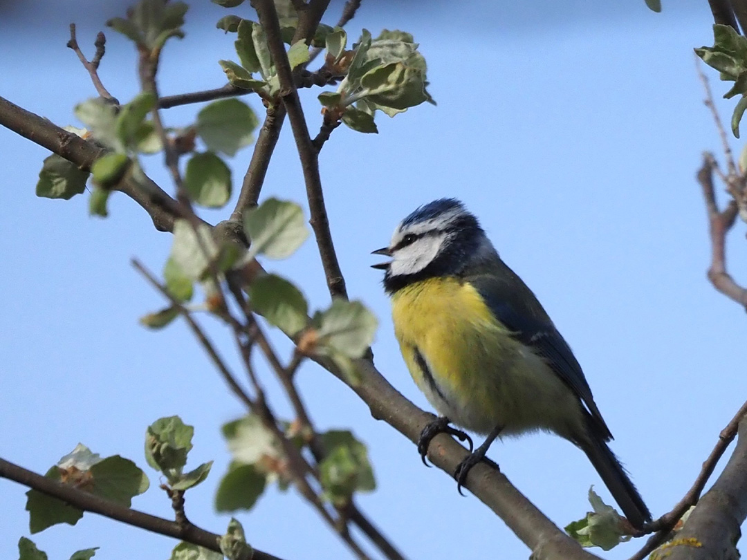Tuinvogels herkennen en vogelzang in het voorjaar!