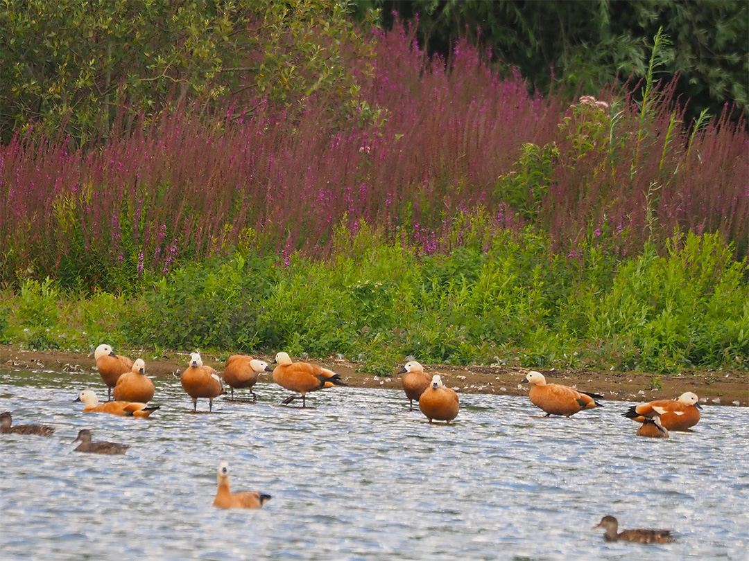 Vogelexcursies in Medemblik en omgeving